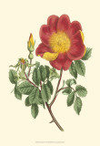 Vibrant Blooms IV Poster by Sydenham Teast Edwards