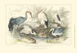Herons, Egrets & Cranes Prints by J. Stewart