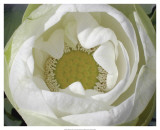 Delicate Lotus I Poster by Jim Christensen