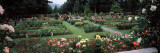 Assorted Roses in a Garden, International Rose Test Garden, Washington Park, Portland Lámina fotográfica Assorted Roses in a Garden, International Rose Test Garden, Washington Park, Portland Lámina fotográfica