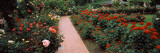 Assorted Roses in a Garden, International Rose Test Garden, Washington Park, Portland Lámina fotográfica Assorted Roses in a Garden, International Rose Test Garden, Washington Park, Portland Lámina fotográfica
