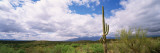 Cactus in a Desert, Saguaro National Monument, Tucson, Arizona, USA Photographic Print