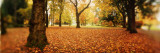 Fallen Leaves in a Park, Volunteer Park, Capitol Hill, Seattle, King County, Washington State, USA Photographic Print