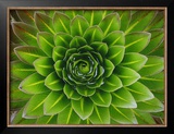 A Giant Lobelia Plant Framed Photographic Print by George F. Mobley