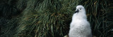 Grey Headed Albatross (Thalassarche Chrysostoma) Chick in Nest, Bird Island, South Georgia Island Photographic Print