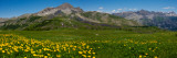 Flowers in a Field, Hinterland, French Riviera, Provence-Alpes-Cote D'Azur, France Photographic Print