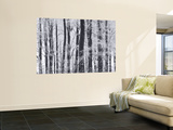 Winter Trees and Frost, Gloucestershire, UK Mural por Peter Adams