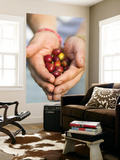 Colombia, Caldas, Manizales, Chinchina, Hacienda De Guayabal, Coffee Worker Holding Coffee Cherries Wall Mural by Jane Sweeney