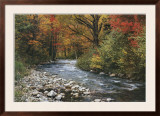 Forest Creek Prints