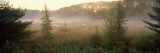 Forest, Northern Highland-American Legion State Forest, Vilas County, Wisconsin, USA Photographic Print