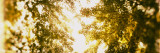 Low Angle View of Trees, Montreal, Quebec, Canada Photographic Print