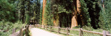 Hiking Trail in a Forest, Sequoia National Park, California, USA Photographic Print