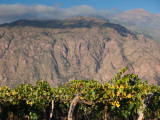 Crop in a Vineyard, Cafayate, Calchaqui Valleys, Salta Province, Argentina Photographic Print