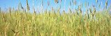 Tall Grass in Field, California, USA Photographic Print