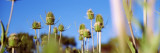Close-Up of Thistles, California, USA Photographic Print