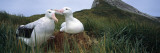Wandering Albatross (Diomedea Exulans) Mated Pair Bonding at the Nest, Bird Island Photographic Print