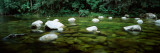 Stream in a Forest, Mossman Gorge, Daintree National Park, Queensland, Australia Photographic Print