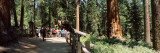 Tourists Near a Lodge in a Forest, Sequoia National Park, California, USA Photographic Print