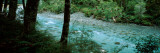 River Flowing Through a Forest, Routeburn River, Mt Aspiring National Park, South Island Photographic Print