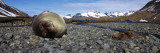 Southern Elephant Seal (Mirounga Leonina) on the Beach, Stromness Harbor, South Georgia Island Photographic Print