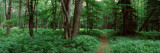 Forest, Adirondack Mountains, Old Forge, Herkimer County, New York State, USA Photographic Print