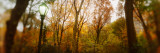 Trees in a Park, Central Park, Manhattan, New York City, New York State, USA Photographic Print