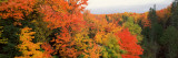 Autumnal Trees in a Forest, Hiawatha National Forest, Upper Peninsula, Michigan, USA Lámina fotográfica Autumnal Trees in a Forest, Hiawatha National Forest, Upper Peninsula, Michigan, USA Lámina fotográfica