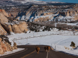 Three Cows on a Highway, Utah State Route 12, Boulder, Garfield County, Utah, USA Photographic Print