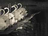 Swan Boats in a River, Boston Public Garden, Boston, Massachusetts, USA Photographic Print