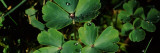 Water Drops on Clover Leaves, Germany Lámina fotográfica Water Drops on Clover Leaves, Germany Lámina fotográfica