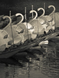 Swan Boats in a River, Boston Public Garden, Boston, Massachusetts, USA Photographic Print