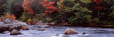 Trees Along a River, Moose River, Adirondack Mountains, New York State, USA Lámina fotográfica
