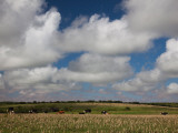 Cattle Grazing in a Farm, Coastal Highway 1, Nueva Helvecia, Colonia Department, Uruguay Photographic Print