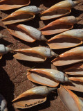 Conch Shells on the Beach, Punta Del Este, Maldonado, Uruguay Photographic Print
