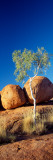 Rock Formations with Ghost Gum Tree, Devil's Marbles, Northern Territory, Australia Fotografie-Druck