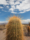 Cactus Plants in a Desert, Los Cardones National Park, Cachi, Salta Province, Argentina Photographic Print