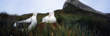 Wandering Albatross (Diomedea Exulans) Mated Pair in a Nest, Bird Island, South Georgia Island Photographic Print