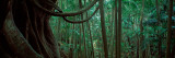 Palm Trees in a Forest, Mt Tamborine National Park, Queensland, Australia Photographic Print