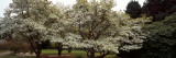 Blooming Magnolia (Asiatic Magnolia) in a Garden, Le Bois De Moutiers, Seine-Maritime, Normandy Photographic Print