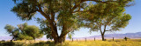 Cottonwood Trees in a Field, Owens Valley, California, USA Lámina fotográfica Cottonwood Trees in a Field, Owens Valley, California, USA Lámina fotográfica