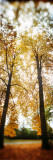Autumn Trees in a Park, Volunteer Park, Capitol Hill, Seattle, King County, Washington State, USA Lámina fotográfica Autumn Trees in a Park, Volunteer Park, Capitol Hill, Seattle, King County, Washington State, USA Lámina fotográfica