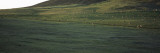 Sheep Grazing in a Field, Saunders Island, Falkland Islands Photographic Print