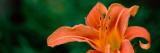 Close-Up of Orange Daylily (Hemerocallis Fulva) Photographic Print