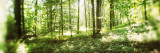 Trees in a Forest, Hudson Valley, New Jersey, USA Photographic Print