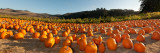 Pumpkins in a Field, San Mateo County, California, USA Fotografie-Druck