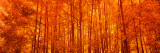 Aspen Trees at Sunrise in Autumn, Colorado, USA Fotografie-Druck
