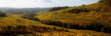 Crop in a Vineyard, Chateau Chalon, Jura, Franche-Comte, France Photographic Print