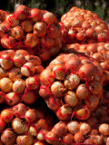 Close-Up of Sack of Onions, Seclantas, Calchaqui Valleys, Salta Province, Argentina Photographic Print