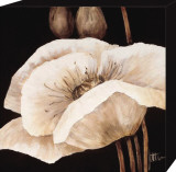 Amazing Poppies I Pohjustettu vedos tekijänä Jettie Roseboom