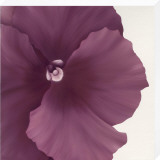 Violet Flower II Opspændt tryk af Yvonne Poelstra-Holzhaus